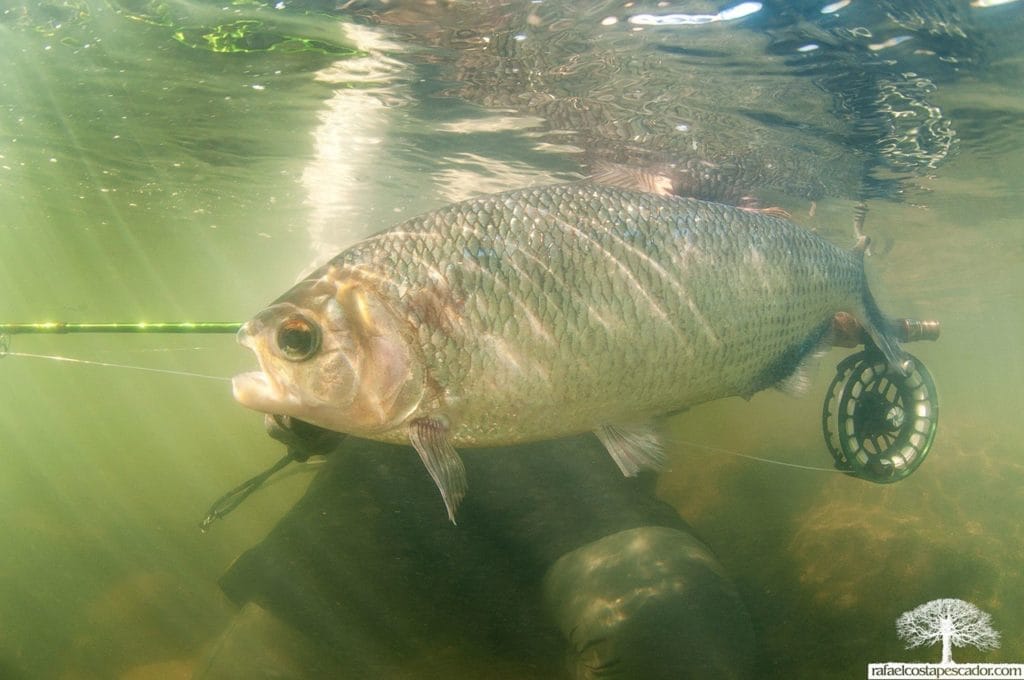 Peacock Bass, Aardvark McLeod, payara, fishing brazil, jungle fishing, untamed angling, Kendjam, fishing amazon, kayapo, wolf fish, pacu, fly fishing for pacu, iriri, fly fishing for peacock bass, kayapo courage