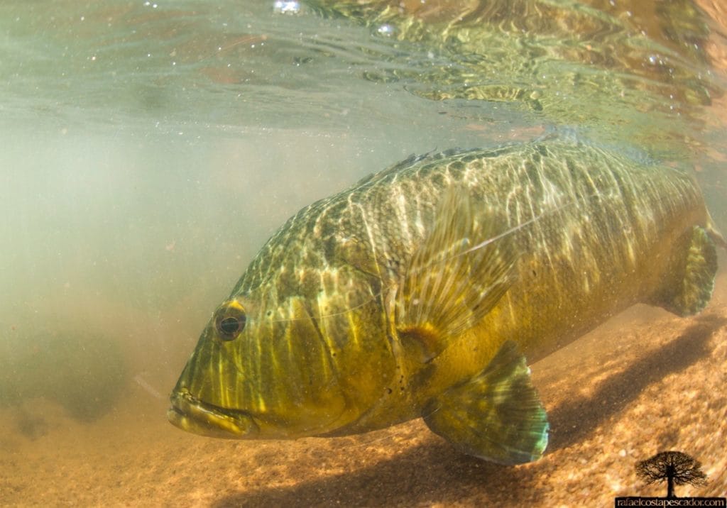 Peacock Bass, Aardvark McLeod, payara, fishing brazil, jungle fishing, untamed angling, Kendjam, fishing amazon, kayapo, wolf fish, pacu, fly fishing for pacu, iriri, fly fishing for peacock bass, kayapo courage