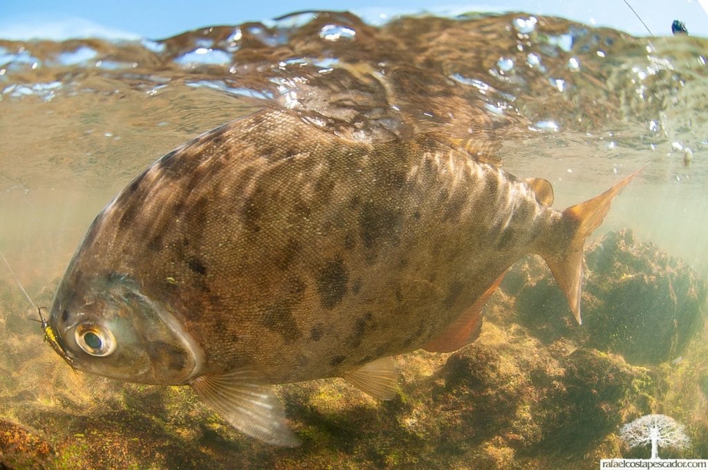 Peacock Bass, Aardvark McLeod, payara, fishing brazil, jungle fishing, untamed angling, Kendjam, fishing amazon, kayapo, wolf fish, pacu, fly fishing for pacu, iriri, fly fishing for peacock bass, kayapo courage