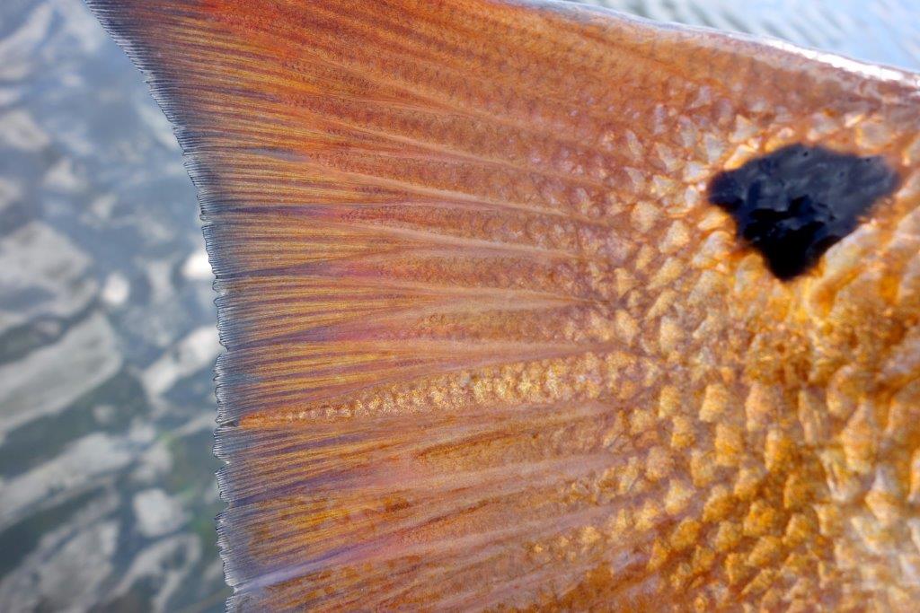Red fish, Louisiana, USA, Aardvark McLeod