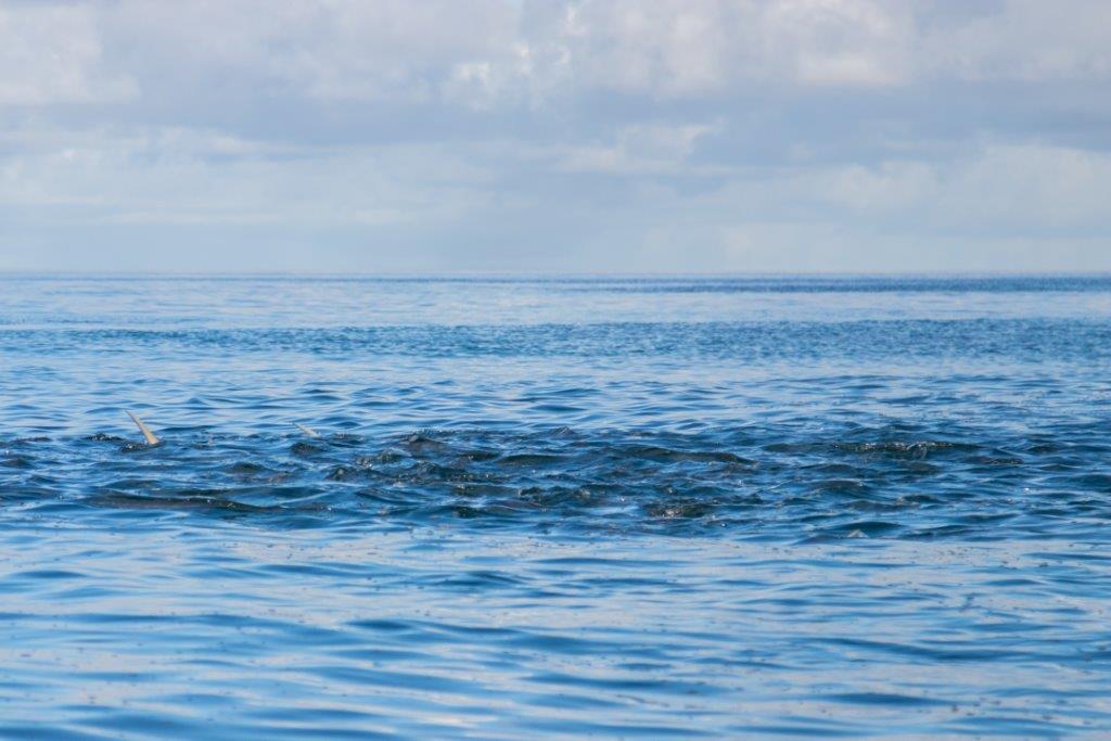 Providence Atoll, Seychelles, Aardvark McLeod