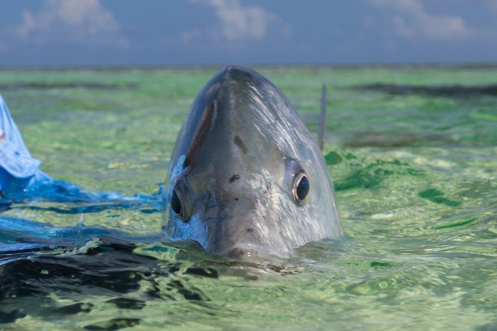 Providence Atoll, Seychelles, Aardvark McLeod