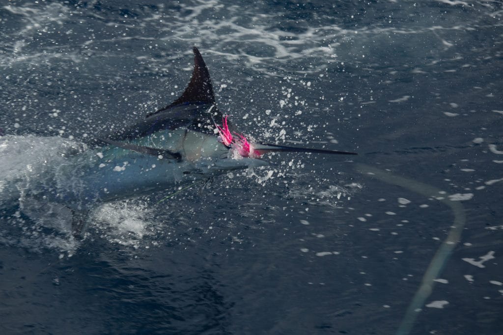 Blue Marlin Mothership Expedition, Costa Rica, Aardvark McLeod