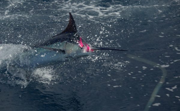 Blue Marlin Mothership Expedition, Costa Rica, Aardvark McLeod