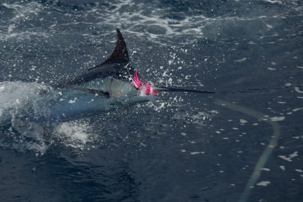 Blue Marlin Mothership Expedition, Costa Rica, Aardvark McLeod