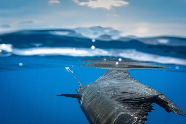 Blue Marlin Mothership Expedition, Costa Rica, Aardvark McLeod