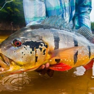 Rio Marie, peacock bass, fishing brazil, untamed angling, matt harris, aardvark mcleod