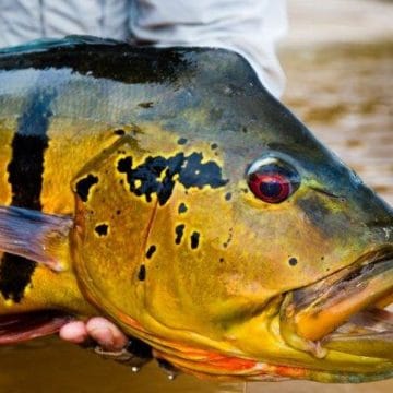 Rio Marie, Brazil, fishing in Brazil, peacock bass, Aardvark McLeod