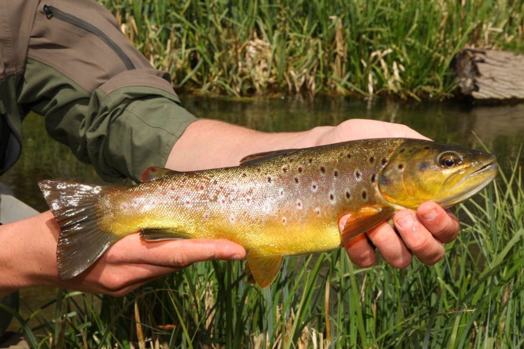 River Kennet, Chalkstream fishing, Berkshire, UK fishing guide