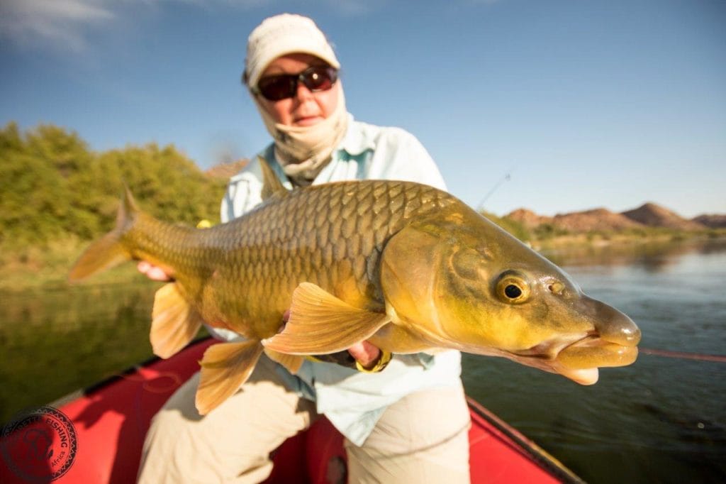 Kalarhari Yellowfish, Orange River, South Africa, Aardvark McLeod, largemouth yellowfish, smallmouth yellowfish, Alex Jardine