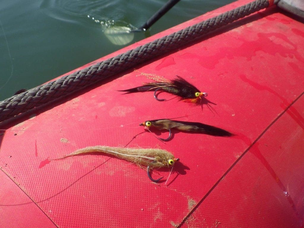 Kalarhari Yellowfish, Orange River, South Africa, Aardvark McLeod, largemouth yellowfish, smallmouth yellowfish, Alex Jardine