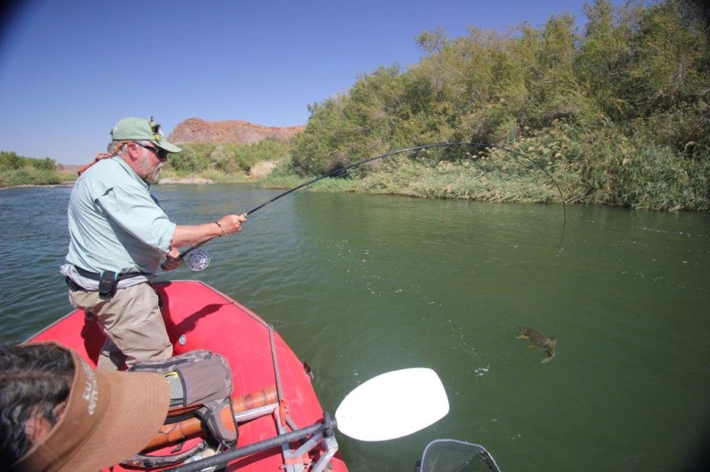 Kalarhari Yellowfish, Orange River, South Africa, Aardvark McLeod, largemouth yellowfish, smallmouth yellowfish, Alex Jardine