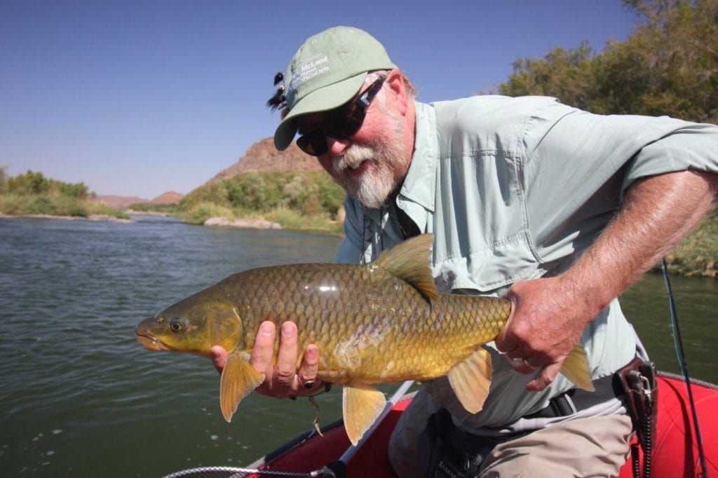 Kalarhari Yellowfish, Orange River, South Africa, Aardvark McLeod, largemouth yellowfish, smallmouth yellowfish, Alex Jardine