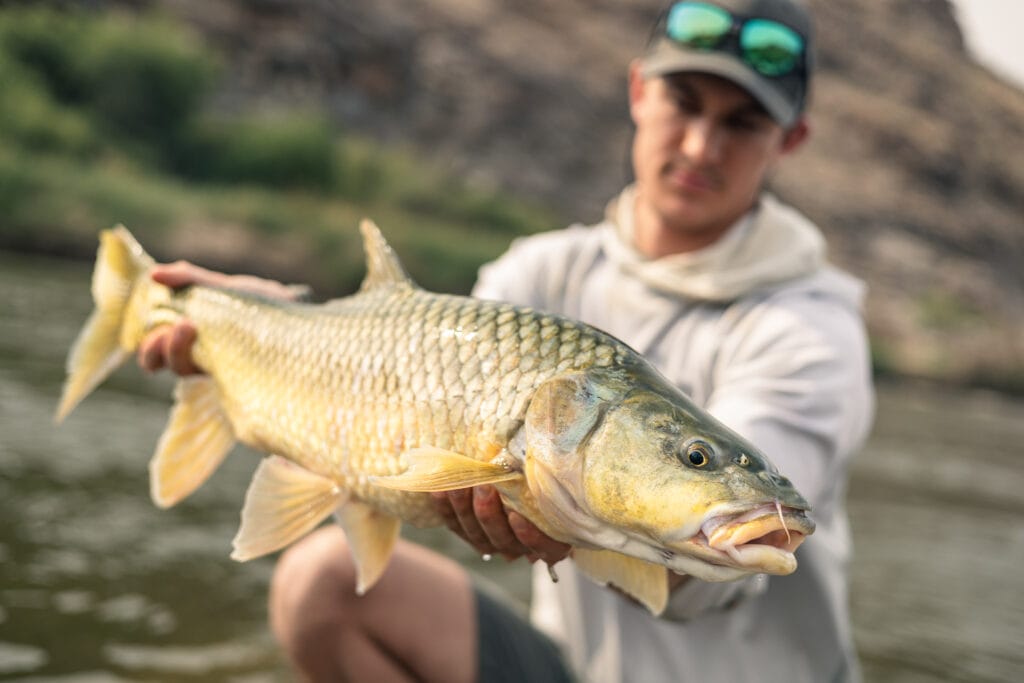 Largemouth yellowfish, Kalahari, South Africa, Orange River fly fishing, South Africa fly fishing, Kalahari fly fishing, Aardvark McLeod