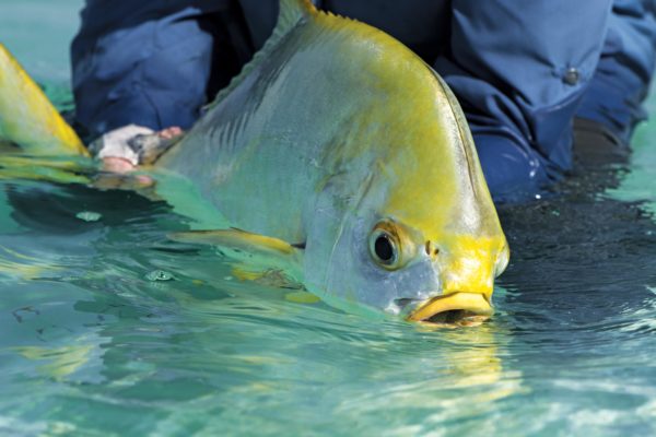 Alphonse Island, Seychelles, fishing, permit, bonefish, triggerfish, milkfish, Aardvark McLeod