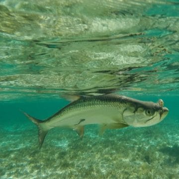 Abaco Lodge, Bahamas, Aardvark McLeod