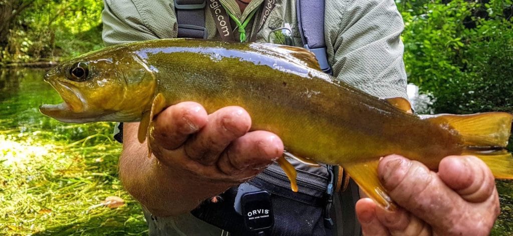 Mayfly, chalkstream, river test, river anton, river avon,