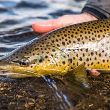 Smith River, Fly Fishing, Montana, River Fishing, Trout Fishing, Fishing Guide, Aardvark McLeod