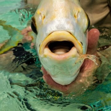 Alphonse Island, Seychelles, fishing, Indian Ocean fishing, GT, giant trevally, bonefish, triggerfish, milkfish, beach holiday, Aardvark McLeod