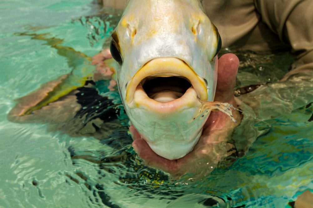 Alphonse Island, Seychelles, fishing, Indian Ocean fishing, GT, giant trevally, bonefish, triggerfish, milkfish, beach holiday, Aardvark McLeod