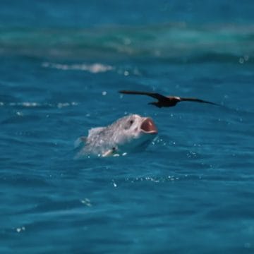 GT eats bird, Seychelles, Farquhar Atoll, Seychelles, Aardvark McLeod