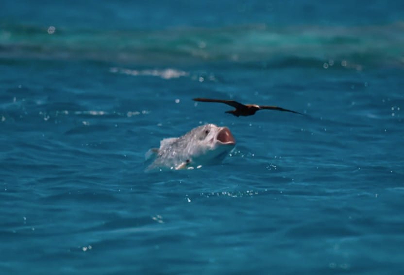 GT eats bird, Farquhar Atoll, Seychelles, Aardvark McLeod