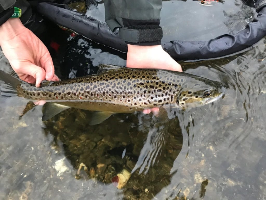 Mayfly, chalkstream, river test, river anton, river avon,