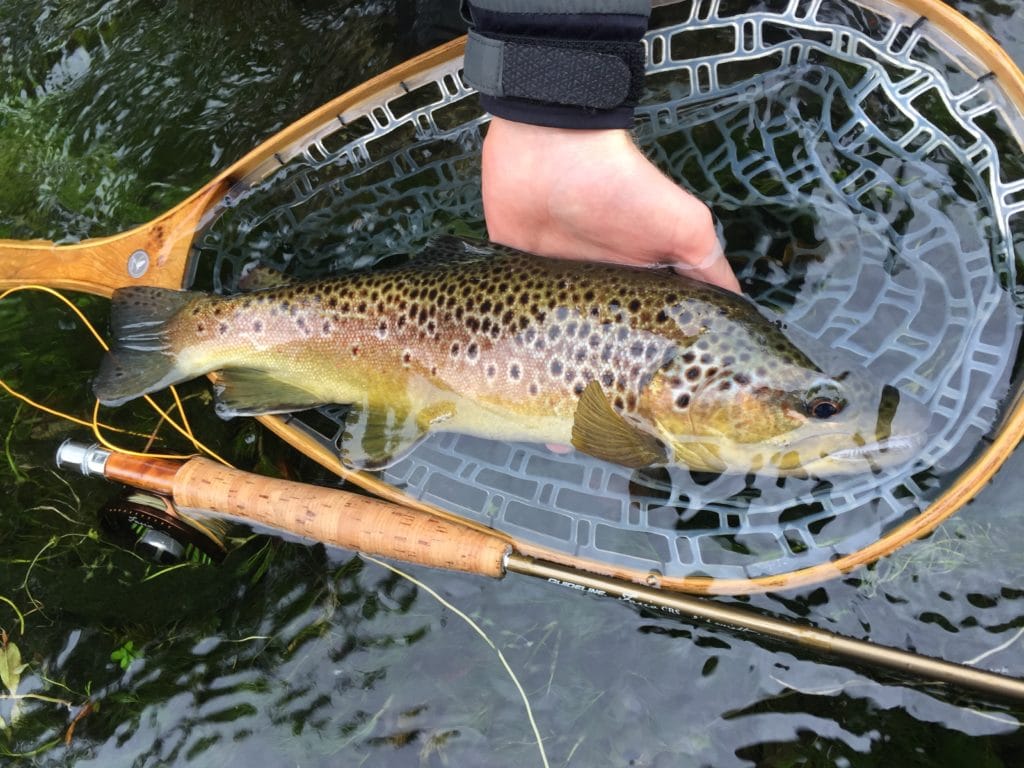 Mayfly, chalkstream, river test, river anton, river avon,