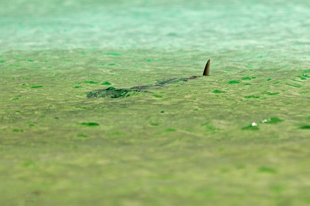 Farquhar Atoll, Seychelles, Aardvark McLeod