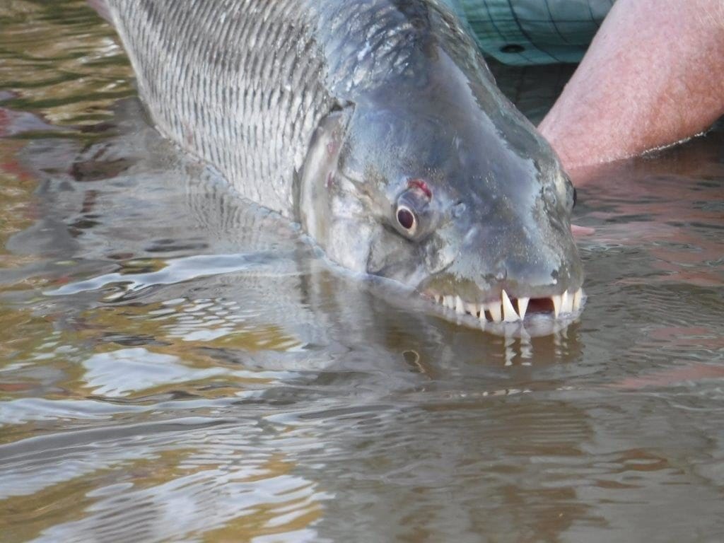 Tanzania, fishing, toothless tiger, Hydrocynus tanzaniae, tigerfish, Aardvark McLeod