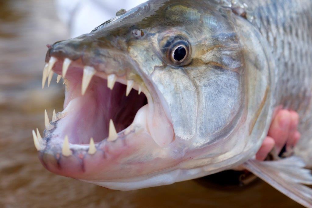 Tanzania, fishing, toothless tiger, Hydrocynus tanzaniae, tigerfish, Aardvark McLeod