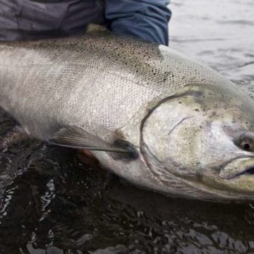 wildman lake lodge, alaska, king salmon fishing, fishing alaska, remote fishing lodge alaska, cum salmon, steelhead alaska, dolly varden, aardvark mcleod