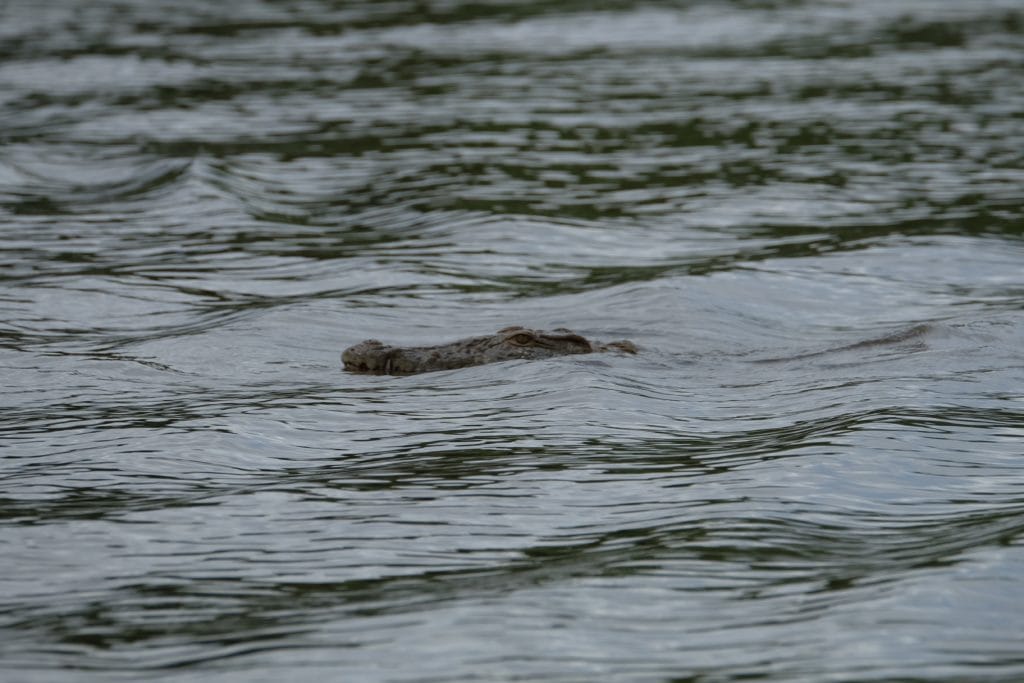 Tanzania, tigerfish, fishing in Tanzania, Mnyera, Ruhudji, Aardvark McLeod