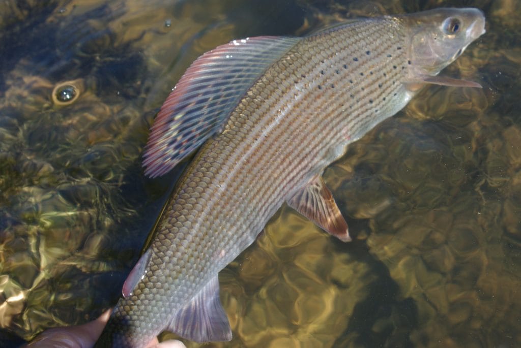 Lisa Isles, Grayling, UK fishing Guide, river fishing, Aardvark McLeod