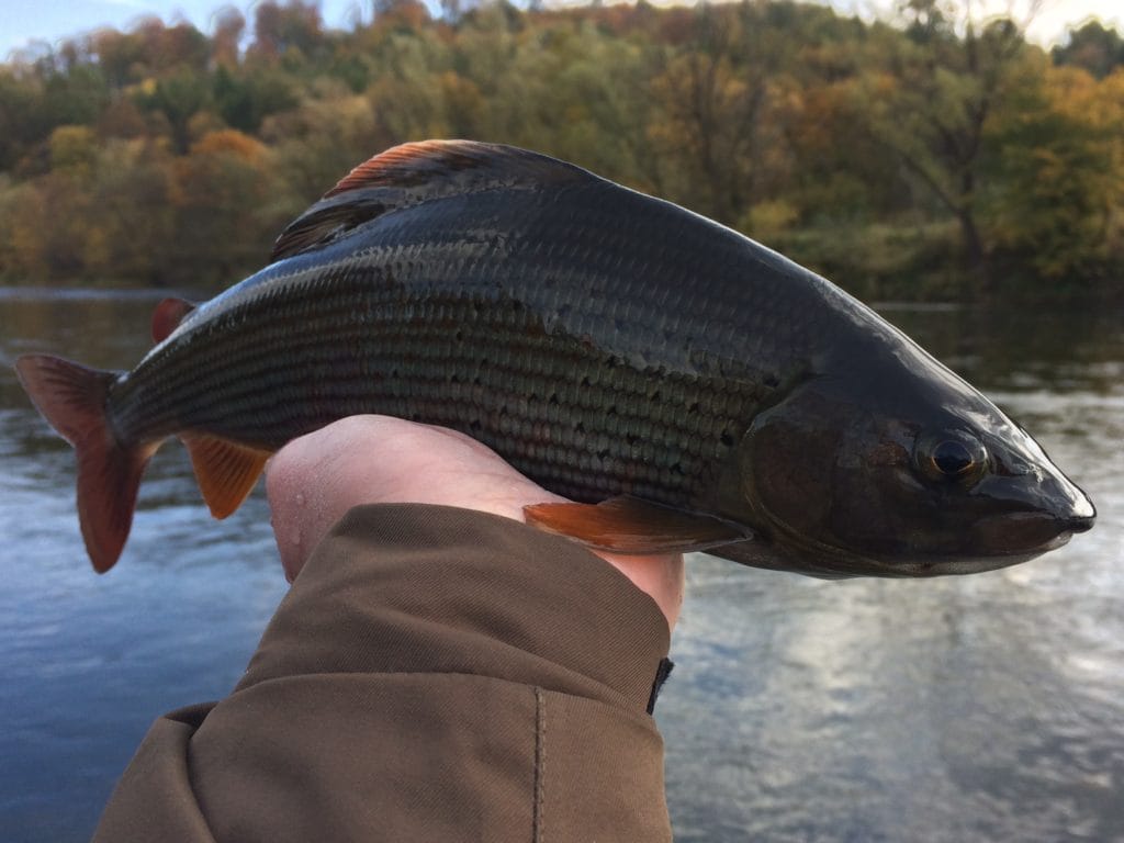 Lisa Isles, Grayling, UK fishing Guide, river fishing, Aardvark McLeod