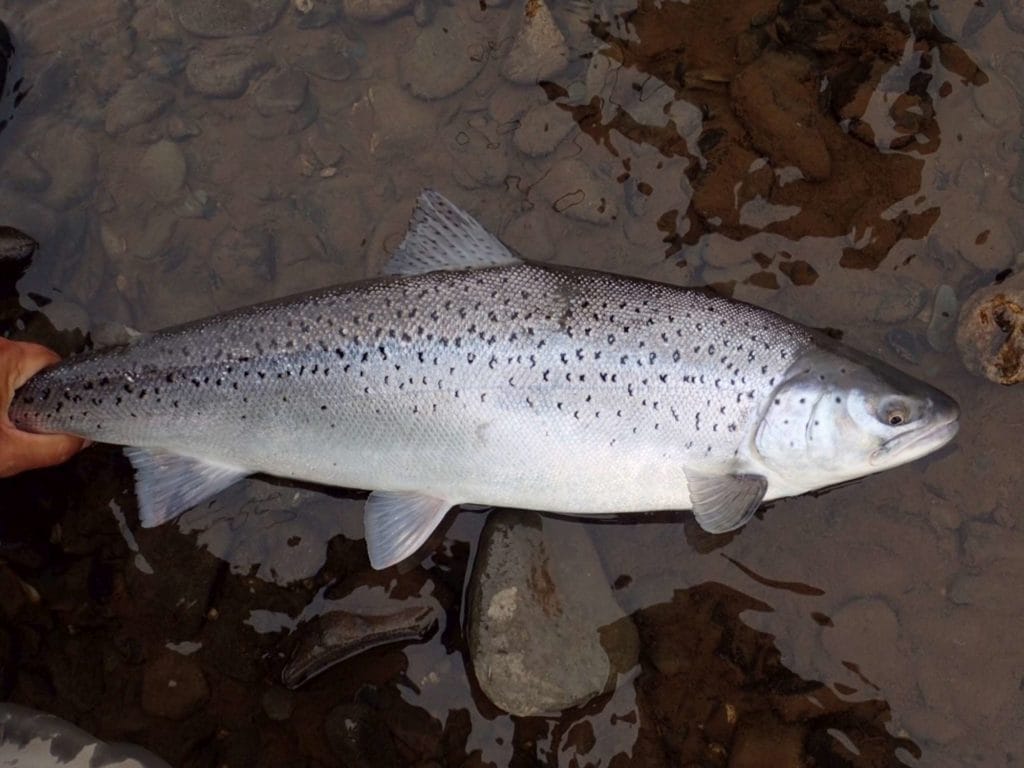 Irigoyen River, Tierra del fuego, TDF, fishing Irigoyen, sea trout fishing Argentina, sea trout Irigoyen, TDF flies, Rio Grande flies, fishing Rio Grande Argentina, sea trout Rio Grande, World End Lodge, WEL, Far End Rivers, aardvark mcleod.