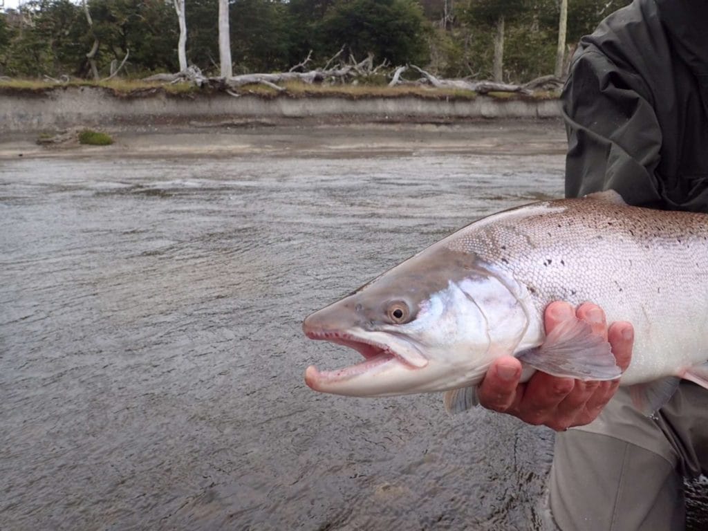 Irigoyen River, Tierra del fuego, TDF, fishing Irigoyen, sea trout fishing Argentina, sea trout Irigoyen, TDF flies, Rio Grande flies, fishing Rio Grande Argentina, sea trout Rio Grande, World End Lodge, WEL, Far End Rivers, aardvark mcleod.