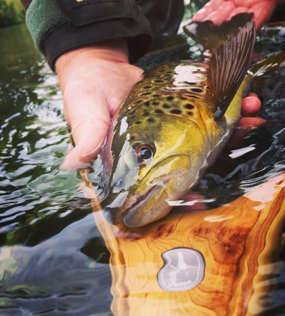 River Itchen, Brown Trout, Chalkstream Fishing, Aardvark McLeod