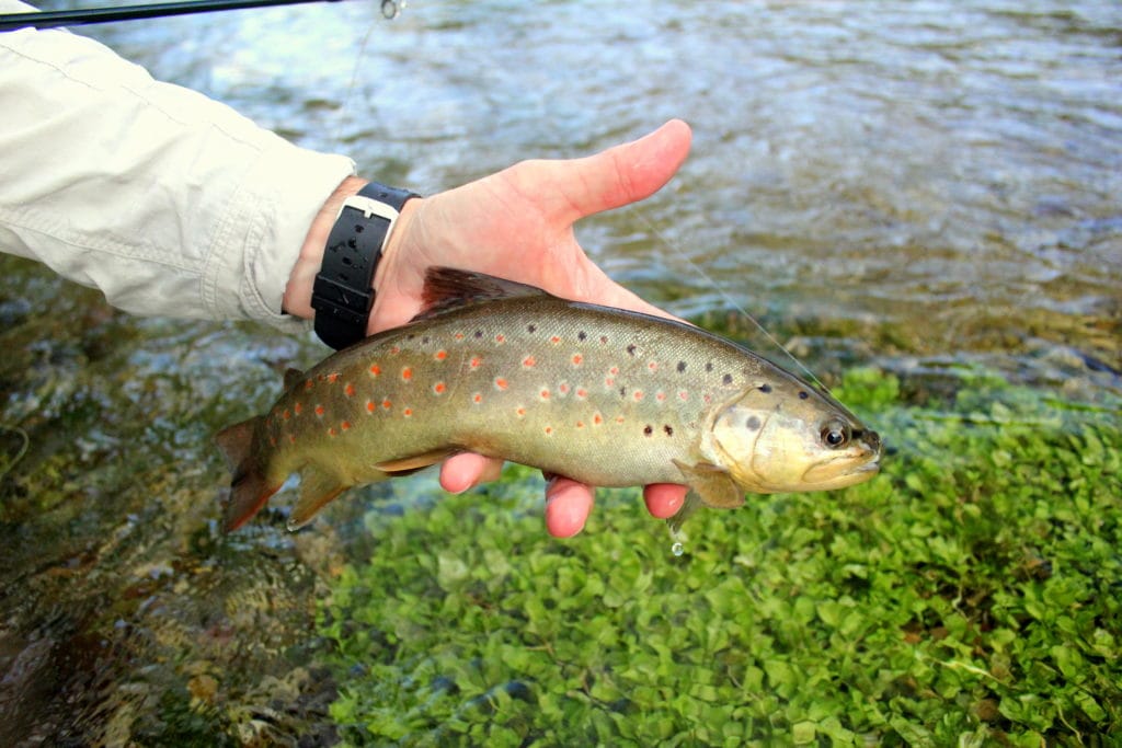 Bosnia, Fly Fishing, Brown Trout, dry fly fishing, grayling, Ribnik, Pliva