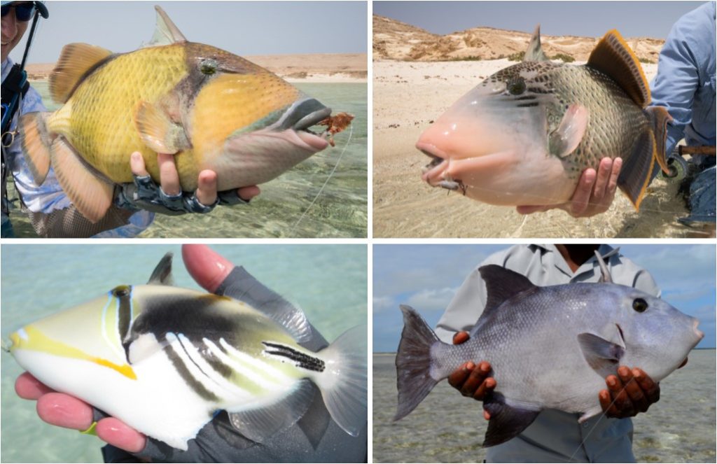 Triggerfish, yellowmargin triggerfish, titan, giant, moustache triggerfish, Indian Ocean, Bahamas, Sudan, Alphonse, Farquhar,