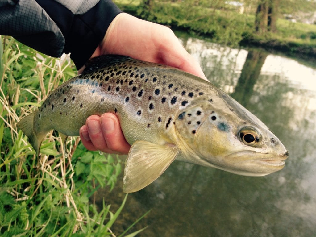 River Avon, River Test, River Itchen, Brown Trout, Wiltshire chalkstream fishing, Aardvark McLeod