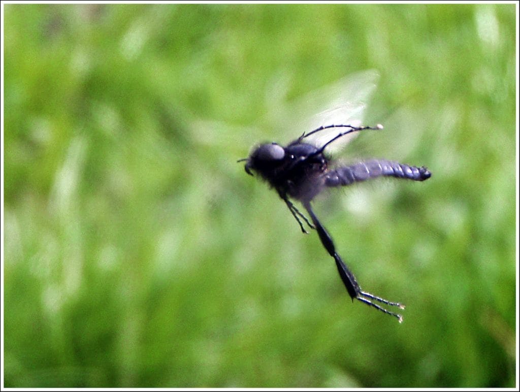 River Avon, River Test, River Itchen, Brown Trout, Wiltshire chalkstream fishing, Aardvark McLeod