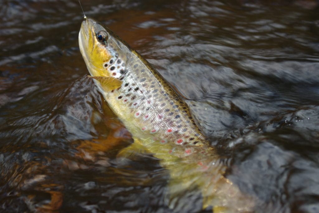 French Nymphing, Grayling, Brown Trout, UK fishing, Chalkstream Fishing, Bosnia Fishing, Slovenia Fishing, Euro Nymphing, Lisa Isles