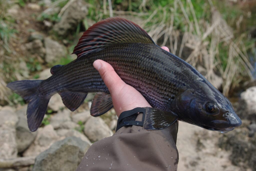 French Nymphing, Grayling, Brown Trout, UK fishing, Chalkstream Fishing, Bosnia Fishing, Slovenia Fishing, Euro Nymphing, Lisa Isles