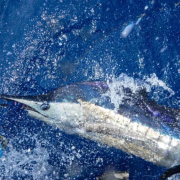 Alphonse Island, St Francois atoll, Seychelles, fishing Astove, fishing in Seychelles, GTs, giant trevally, bonefish, triggerfish, permit, Aardvark McLeod