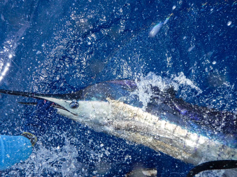 Alphonse Island, St Francois atoll, Seychelles, fishing Astove, fishing in Seychelles, GTs, giant trevally, bonefish, triggerfish, permit, Aardvark McLeod