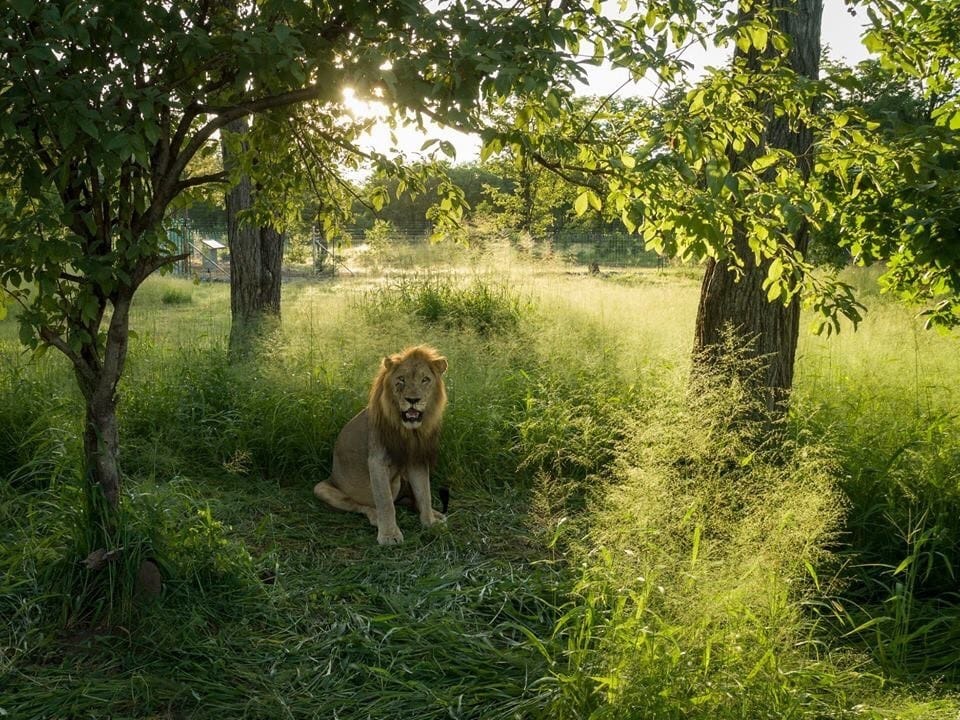 Malawi safari, holiday in Malawi, conservation Malawi, reintroduction in Malawi, Prince Harry in Malawai, cheetah in Malawi, lion in Malawi, Liwonde National Park, Lake Malawi