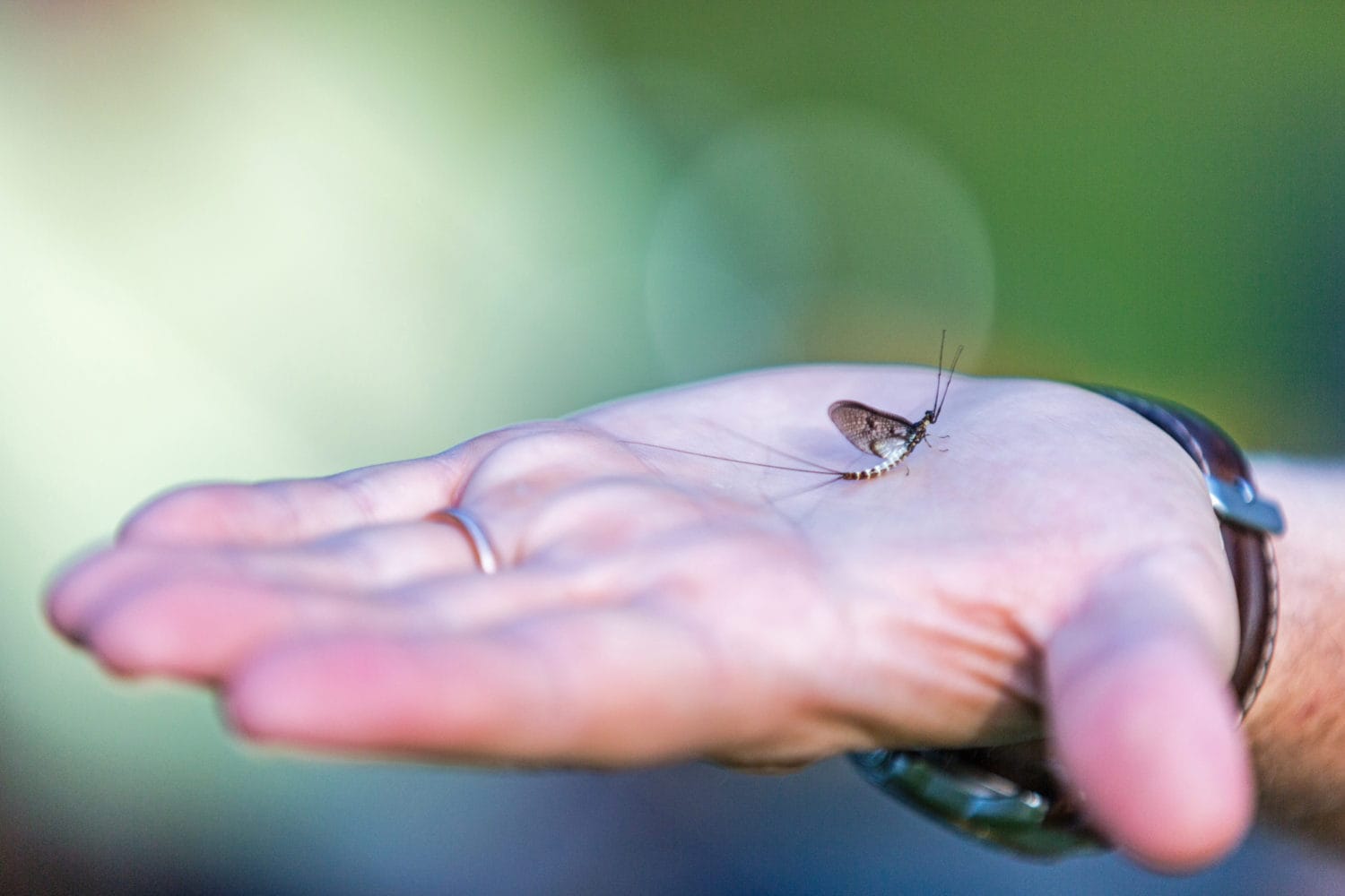 River Test, Mayfly, brown trout, chalkstream, dry fly, Aardvark McLeod