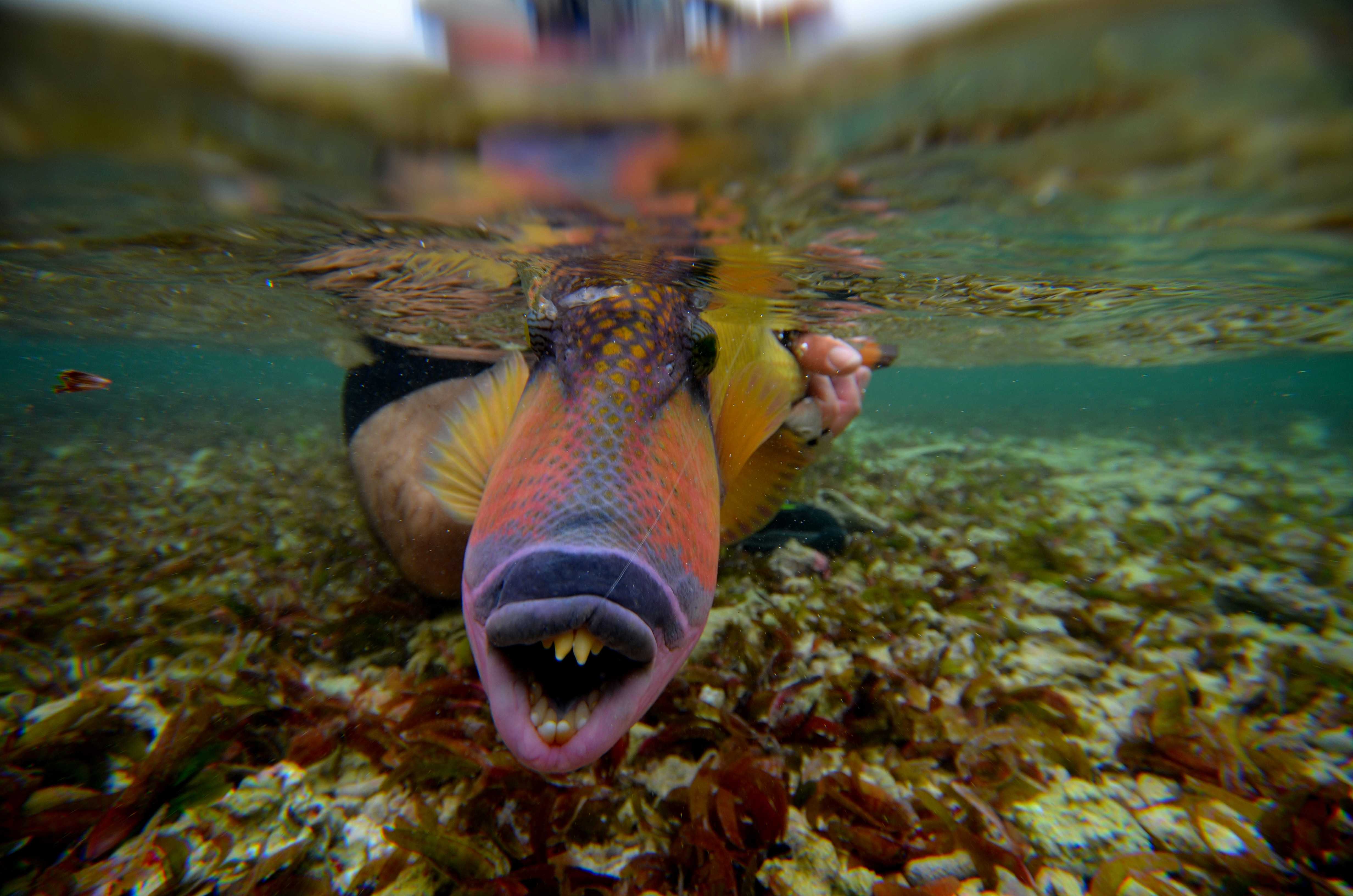 Tuamotu, French Polynesia, Aardvark McLeod