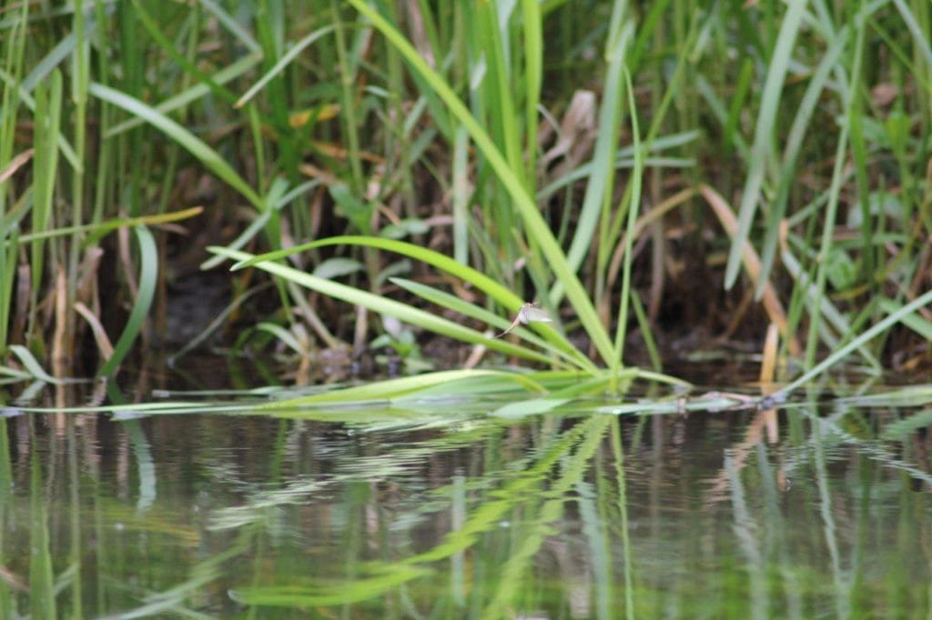 River Test, Mayfly, brown trout, chalkstream, dry fly, Aardvark McLeod